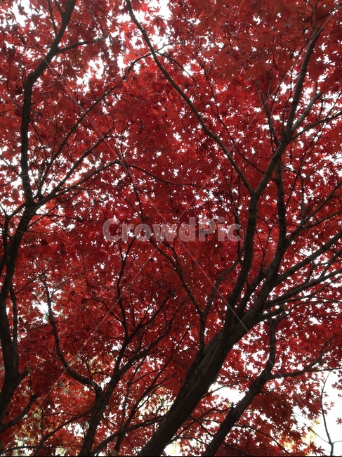 단풍나무,단풍,가을,가을풍경,붉은단풍,가을,계절,fall,autumn,season,식물,자연,plants,nature,나무,trees,wood,plant,leaf,잎,tree,maple