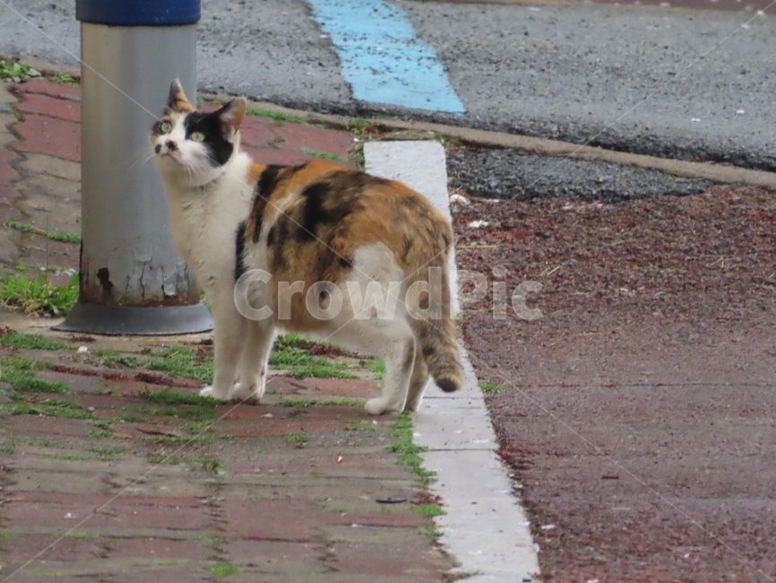 고양이,길거리,길고양이,전봇대,도보,노숙자,방황cat,street,streetcat,pole,walk,homeless,wandering,동물,animal,포유류,mammal,고양이,cat,kitten,kitty