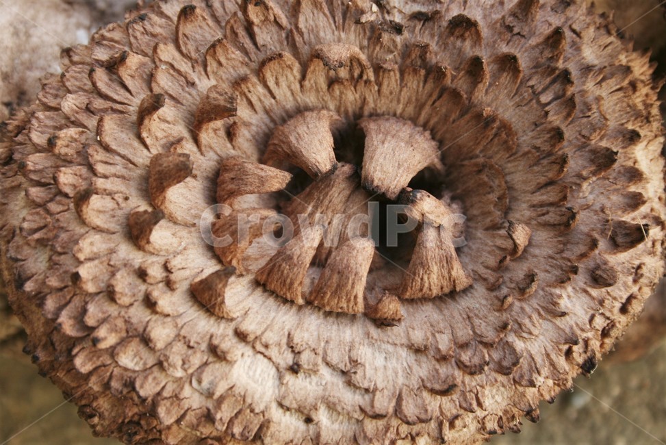 능이버섯,향버섯,담자균류,사마귀버섯목,능이버섯과,야생버섯,식용버섯,버섯,mushroom