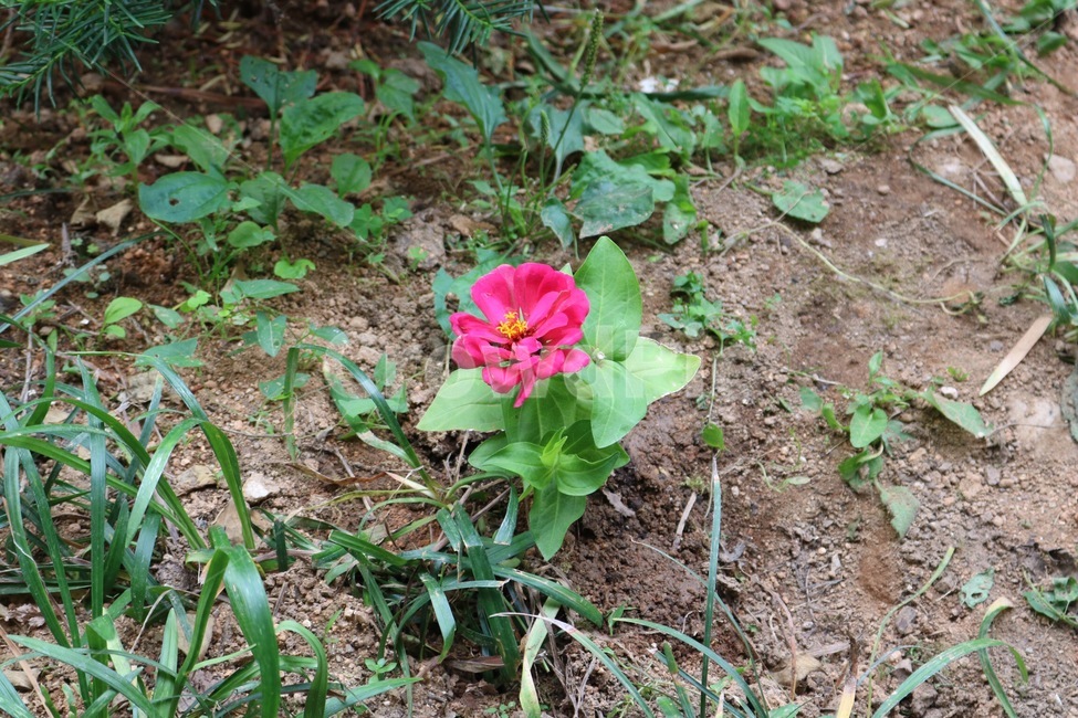 꽃,식물,분홍,초록,자연,flower,plants,pink,green,nature,hana,shokubutsu,pinku,midori,식물,자연,plants,nature,꽃,flower