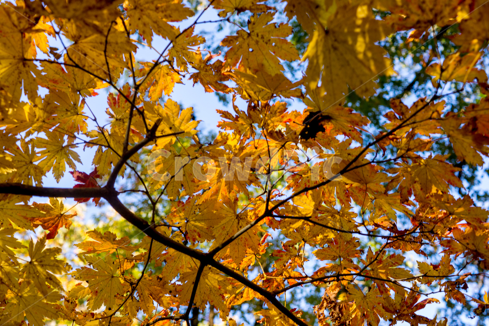 단풍,가을,가을단풍,단풍잎,나뭇잎,가을,계절,fall,autumn,season,leaf,잎,plant,식물,tree,나무,maple