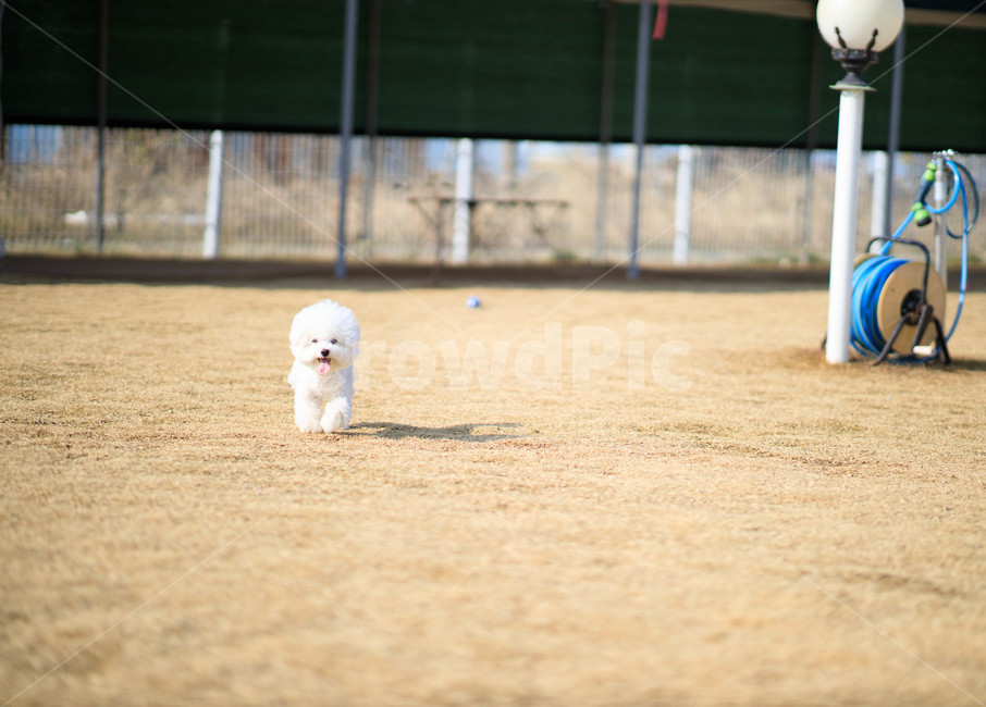 pet,dog,play,개,비숑프리제,비숑,강아지,동물,animal,포유류,mammal,개,강아지,dog,doggy