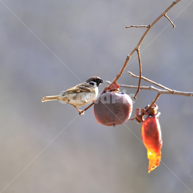 참새,방앗간,사립문,울타리,홍시,쪽돌의사진세상,쪽돌,겨울,계절,winter,season,동물,animal,조류,새,birds,과일,열매,fruit
