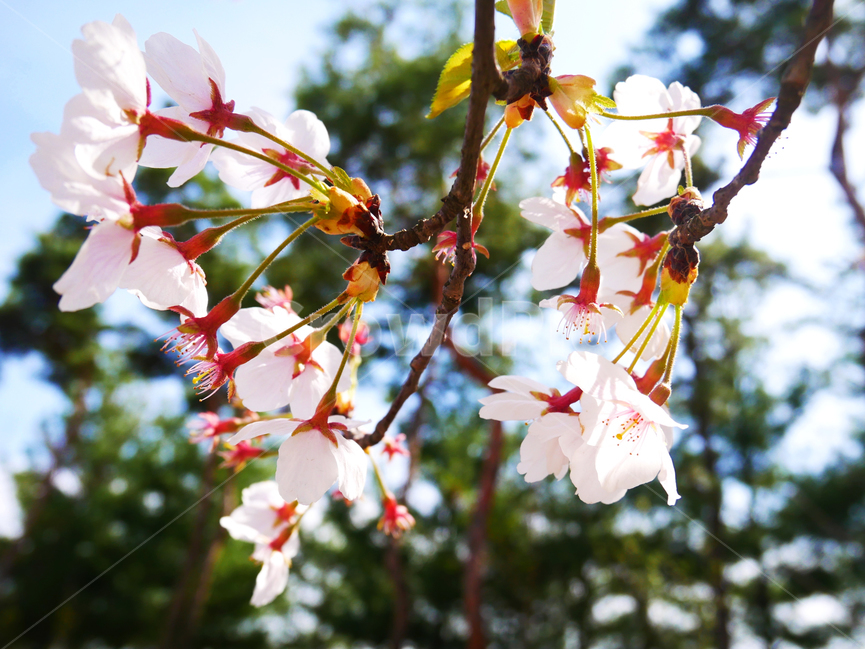 벚꽃,꽃,봄,색감,감성,나무,풍경,하늘,식물,자연,plants,nature,꽃,flower