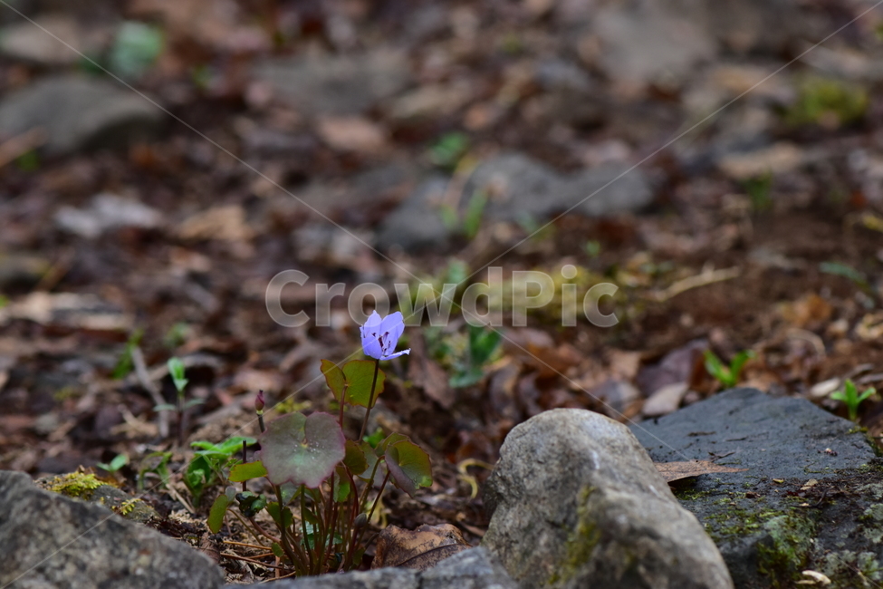 깽깽이풀,야생화,봄,꽃,풀꽃,자연,식물,식생,plants,nature,spring,season,flower