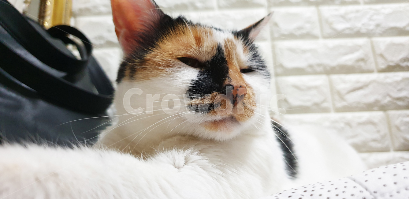 고양이,삼색이,코리안숏헤어,한국고양이,cat,animal