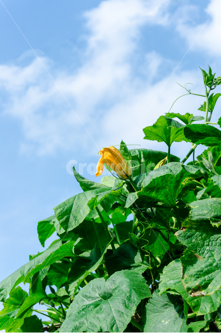 호박꽃,하늘,잎,자연,호박잎,노란꽃,식물,자연,plants,nature,꽃,flower