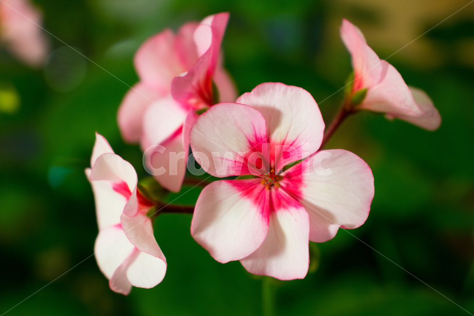 꽃,제라늄,접사,화분,꽃검색,식물,자연,plants,nature,꽃,flower,색깔,색상,색채,색감,color sense,color sensitivity,feeling of color