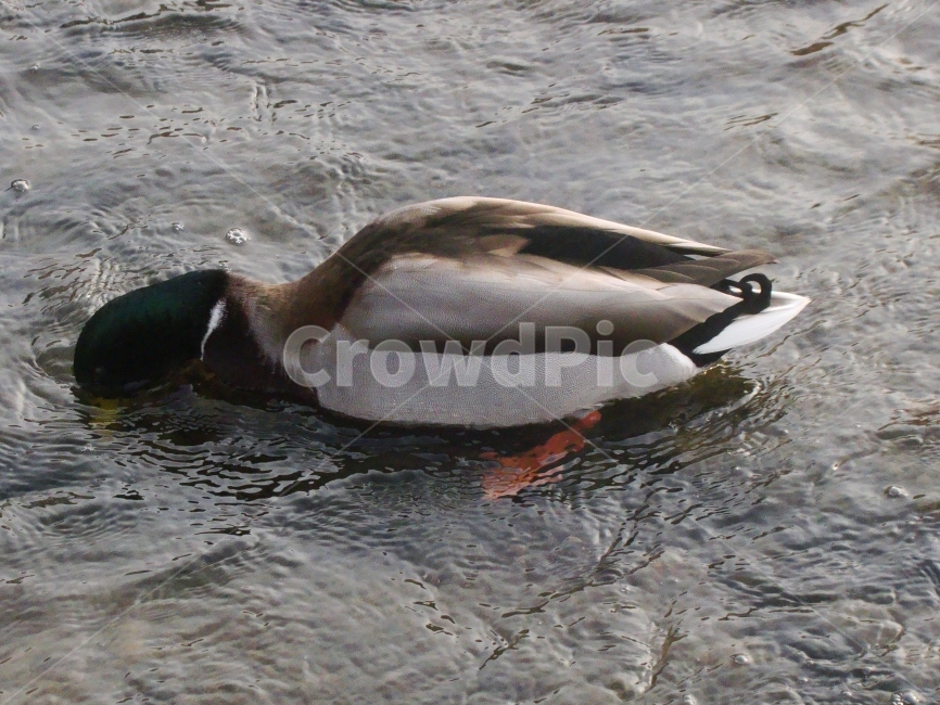조류,오리,duck,동물,동물원,새,동물,animal,조류,새,birds