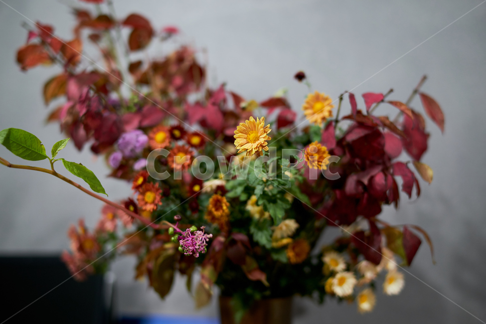 꽃,flower,꽃장식,색감,인테리어,공간,식물,자연,plants,nature,꽃,flower,실내용화초,화분,화초,house plant,인테리어,실내디자인,interior design