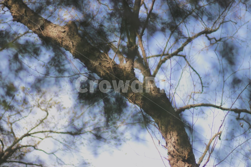 소나무,나무,tree,pinetree,산,등산,mountain,식물,식물,자연,plants,nature,나무,trees,wood