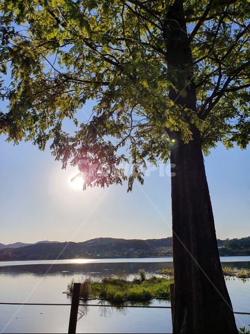 tree,plant,식물,호수,나무,감성,맑은날,빛