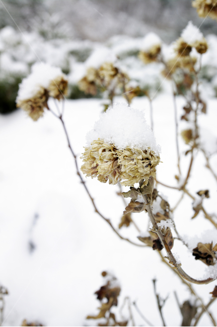 식물,plant,겨울,winnter,설경,눈,자연,nature,겨울,계절,winter,season