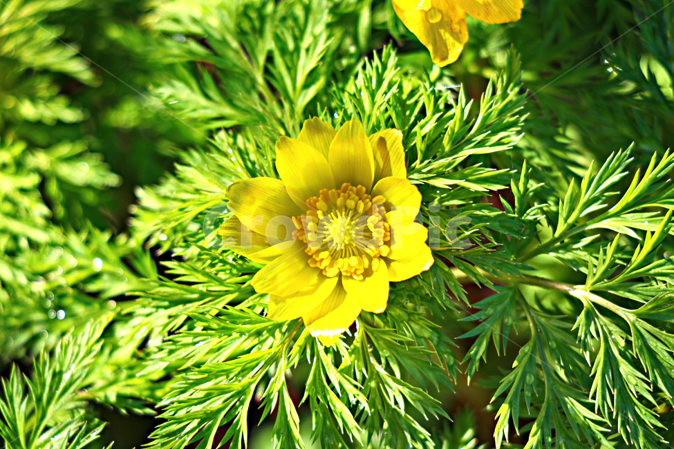 백련초,꽃,flower,plant,식물,식물,자연,plants,nature