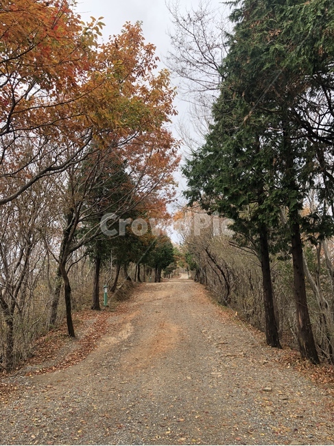 숲길,숲,단풍,낙옆,나무