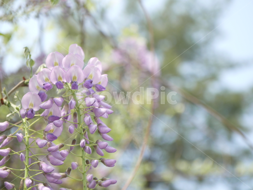등나무,꽃,보라,나무,봄,식물,자연,plants,nature,꽃,flower