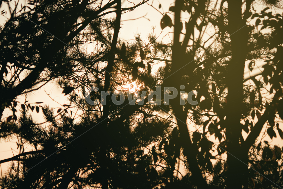 자연,풍경,숲,나무,실루엣,그림자,태양,햇빛,빛,sun,sunlight,light,shadow,silhouette,tree,forest,nature,landscape,식물,plant,식물,자연,plants,nature,나무,trees,wood,실루엣,그림자,silhouette,shadow