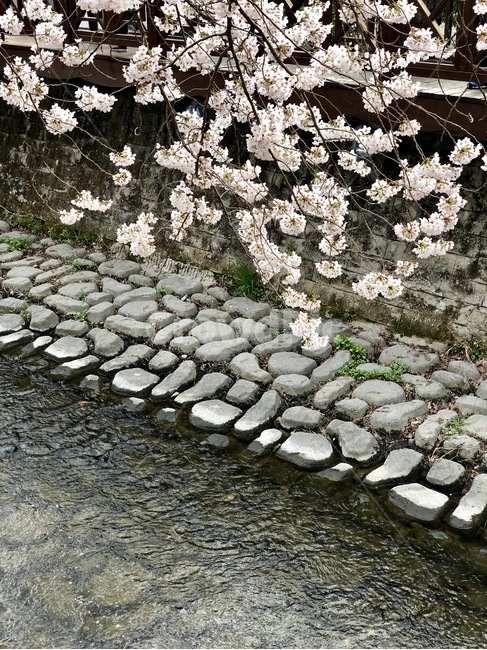진해,군항제,벚꽃,꽃,내천,아침,봄,계절,spring,season,식물,자연,plants,nature,꽃,flower,path,통로,walkway,보도,plant
