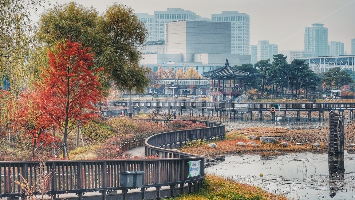 가을,풍경,수목원,다리,대전,가을,계절,fall,autumn,season,도시,풍경,city,landscape,한국도시풍경,한국도시경관,korea cityscape