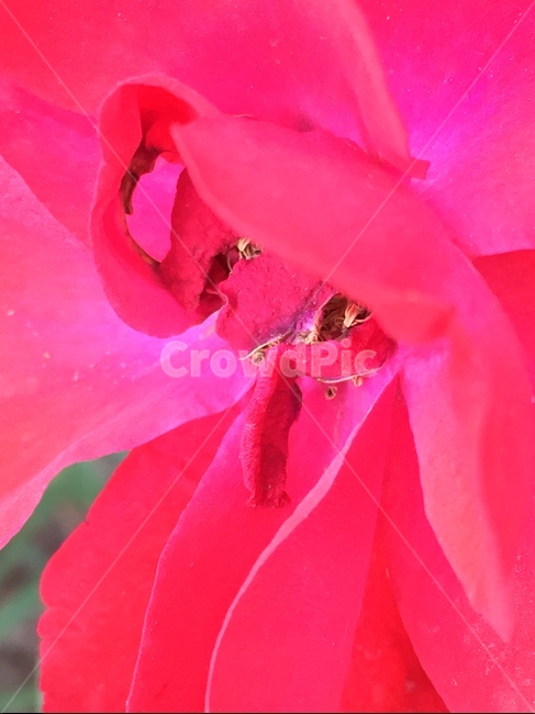 꽃,핑크색,핑크꽃,꽃잎,자연,클로즈샷,꽃,flower