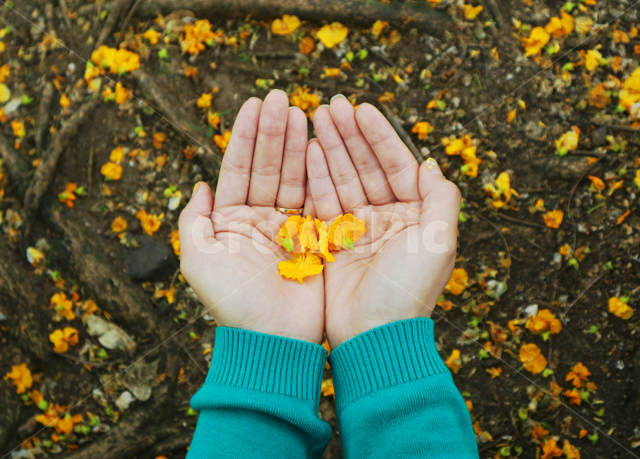 finger,손가락,꽃,손,flower,hand,yellow,노랑,자연,natural,꽃,flower