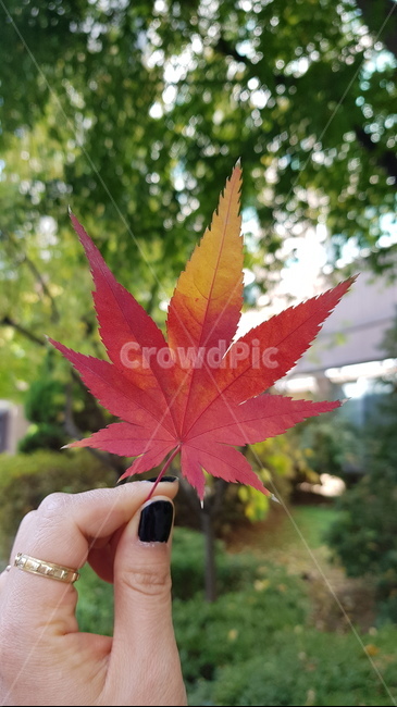 단풍,단풍잎,나뭇잎,손,나무,가을,계절,fall,autumn,season,plant,식물,leaf,잎,tree