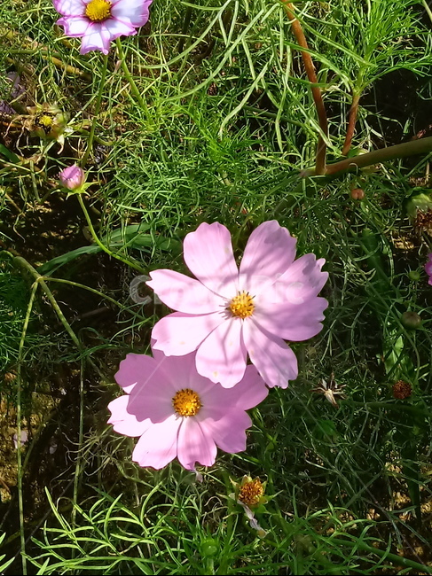 코스모스,꽃,plant,flower,commoncosmos,길국화,꽃잎,가을꽃,식물,자연,plants,nature,꽃,flower