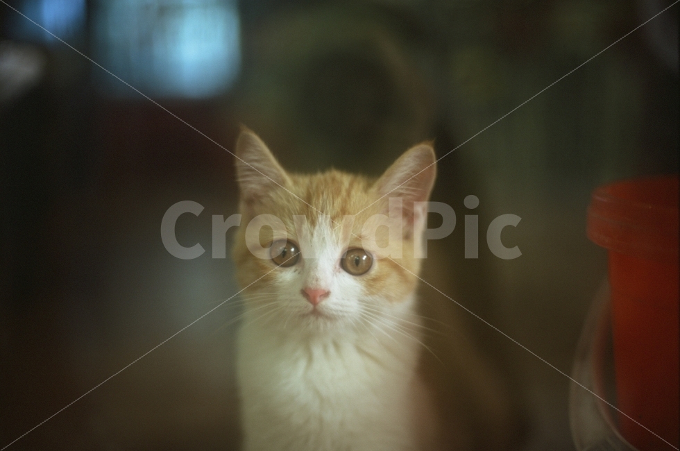 고양이,필름카메라,필름사진,반려묘,냥이,동물,animal,포유류,mammal,고양이,cat,kitten,kitty,감성,sensible,feeling