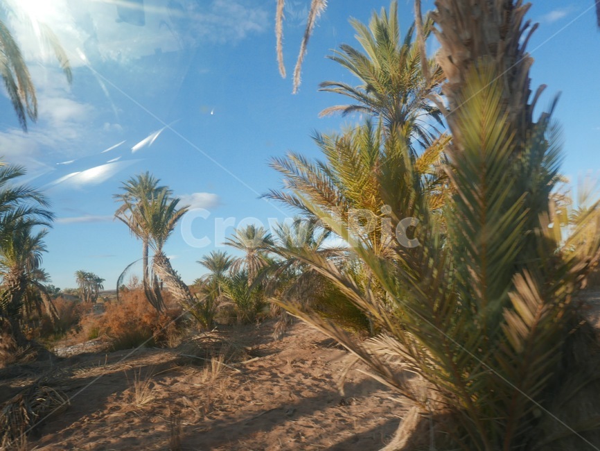 사막,자연,하늘,야자수,이국적,분위기,아프리카,모로코,africa,morocco,sky,자연,풍경,nature,landscape,해외,외국,세계,foreign,oversea,world,세계자연풍경,해외자연풍경,외국자연풍경,world nature landscape,outdoors,옥외,soil,흙