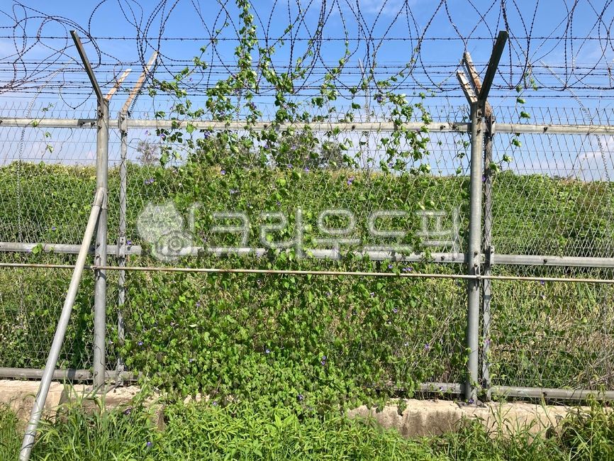 철망,울타리,울타리덩굴,vine,덩굴,fence