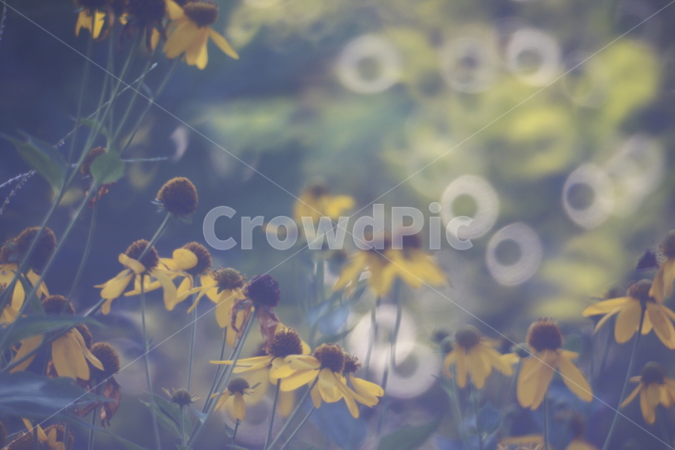감성,해맑음,보케,가을,plant,식물