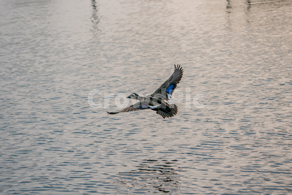 bird,동물,새,animal,오리,duck,날개짓,비상,활공,flying,날고있는