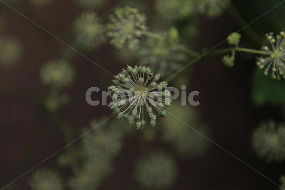 식물,꽃,식물원,화초,자연,식물,자연,plants,nature,꽃,flower