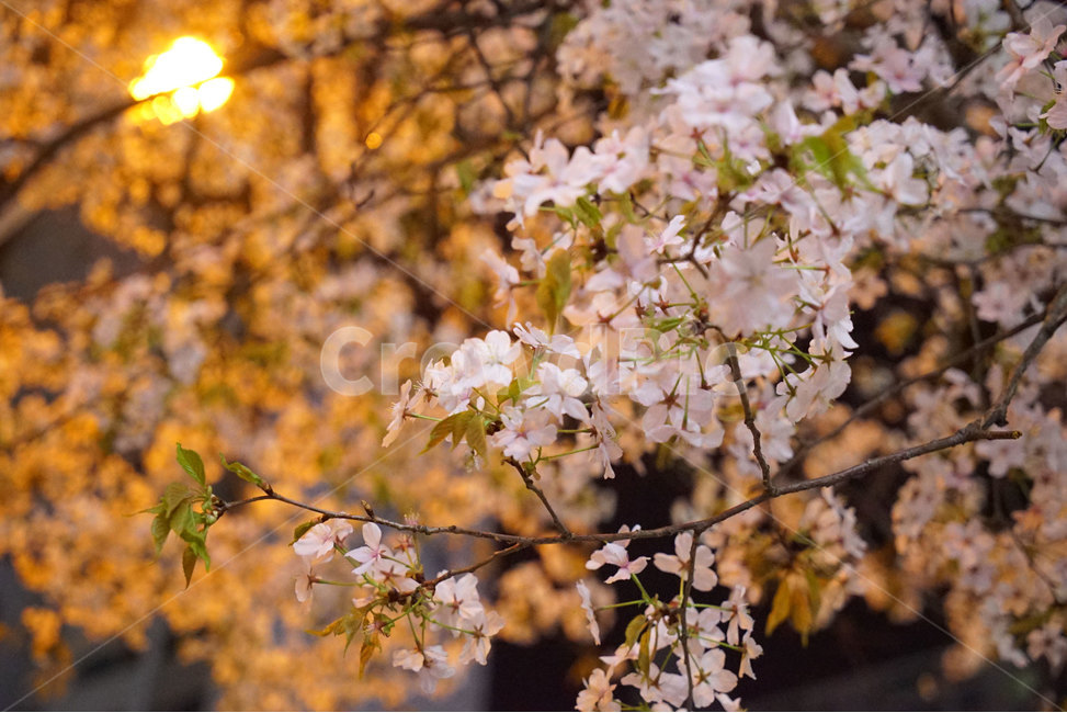 벚꽃,밤산책,밤,야경,야간,봄,계절,spring,season,야경,밤,풍경,nightscape,night,landscape,식물,자연,plants,nature,꽃,flower,plant