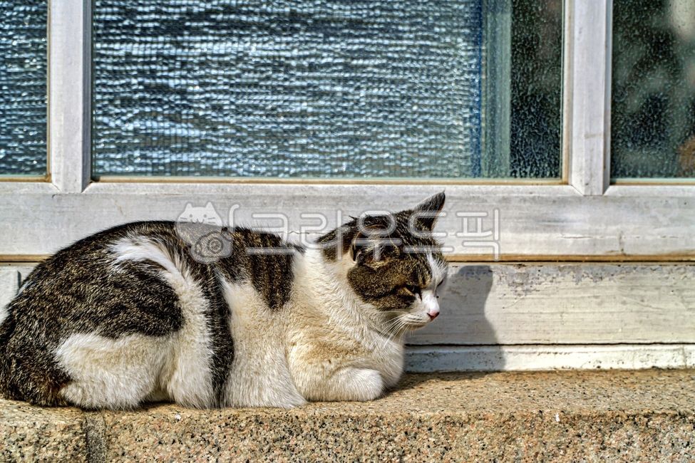 windowframes,alleycat,windowledge,Pets,stray cat,windowsill,mammal,cat,abandoned cat,animal,window,mammalia,window frame,pet