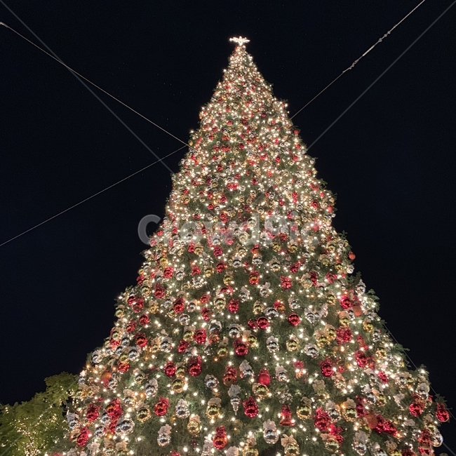 크리스마스,트리,성탄절,조명,밤,christmas,tree,light,night