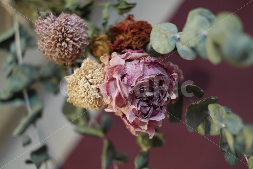 드라이플라워,가을,꽃,프리저브드,분위기,식물,자연,plants,nature,꽃,flower