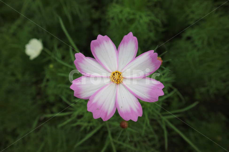 plant,식물,코스모스,가을,꽃,flower,가을,계절,fall,autumn,season,식물,자연,plants,nature,꽃,flower,blossom,daisy,데이지,daisies