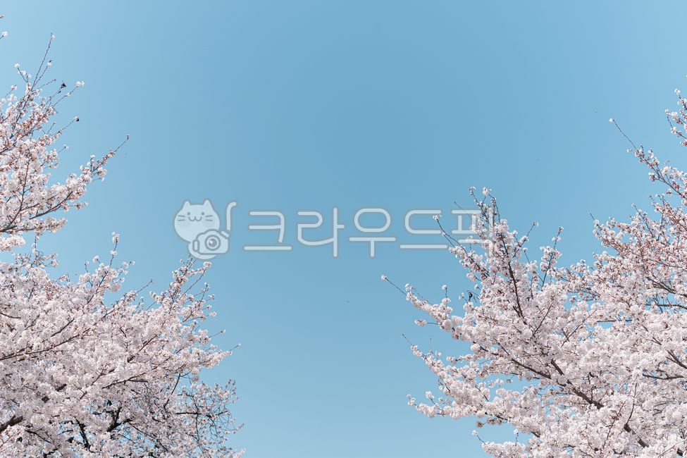 spring,sky,cherry blossom tree,Cherry Blossom,nature,background,cherryblossom,flower