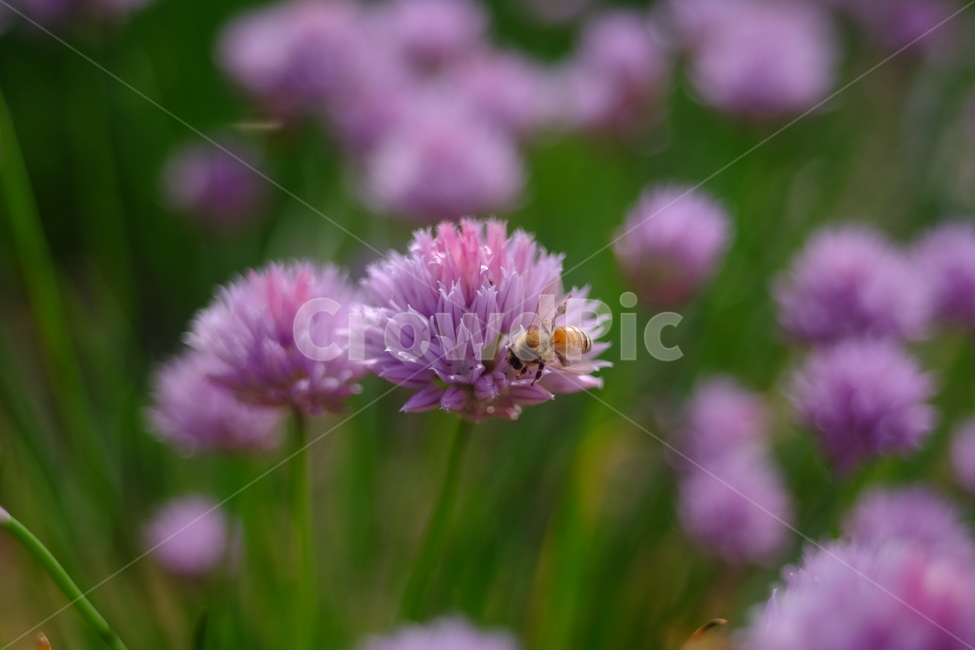 보라색또는자주색꽃,flower,벌,bee,꽃이열심히일한다,식물,자연,plants,nature,꽃,flower,동물,animal,곤충,벌레,insect,bug