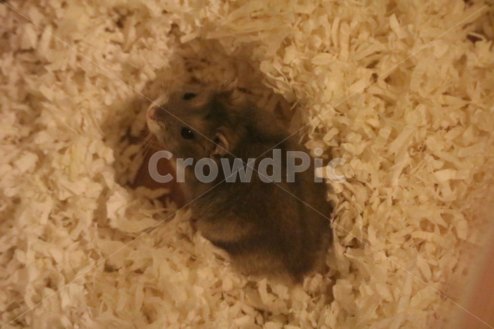 hamster,햄스터,귀여운,동물,손,햄찌,정글리안