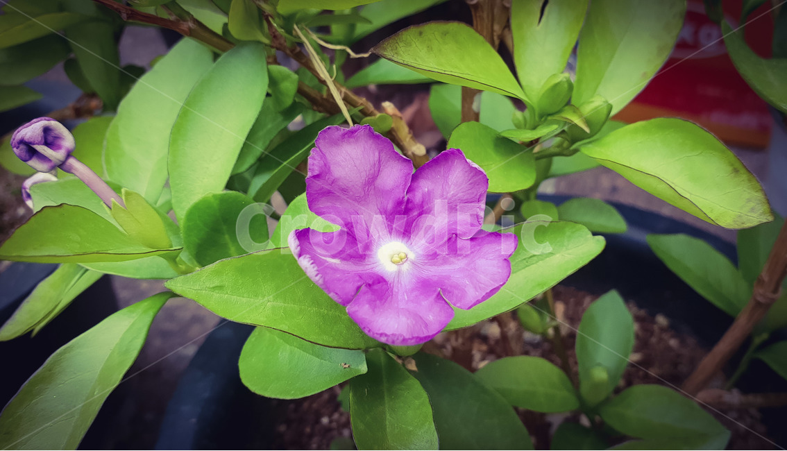 봄,꽃,화분,봄꽃,화초,식물,자연,plants,nature,꽃,flower