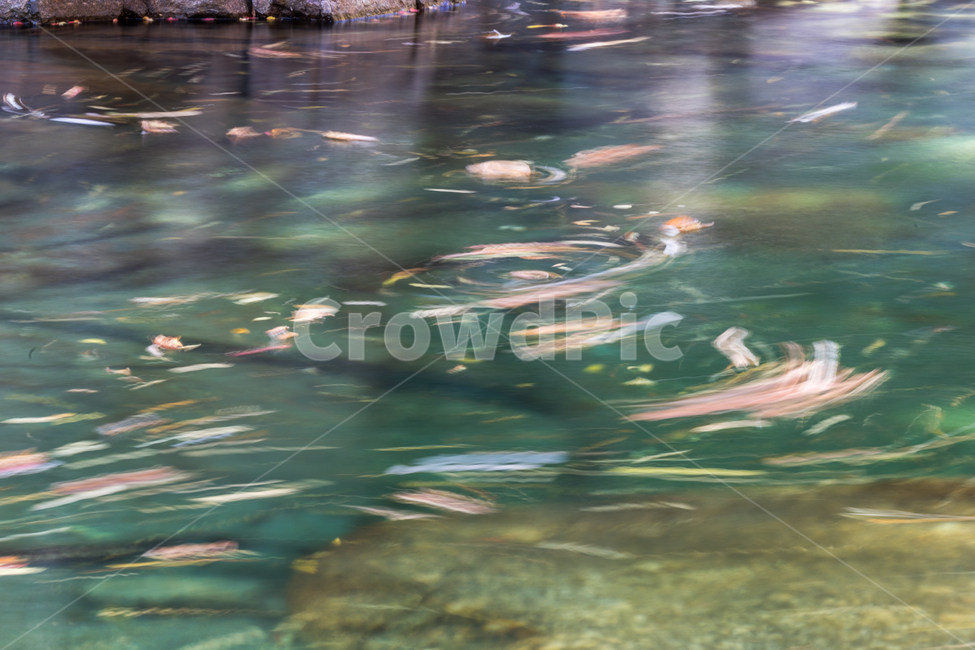 계곡,물,장노출,잎,가을,자연,풍경,nature,landscape,water
