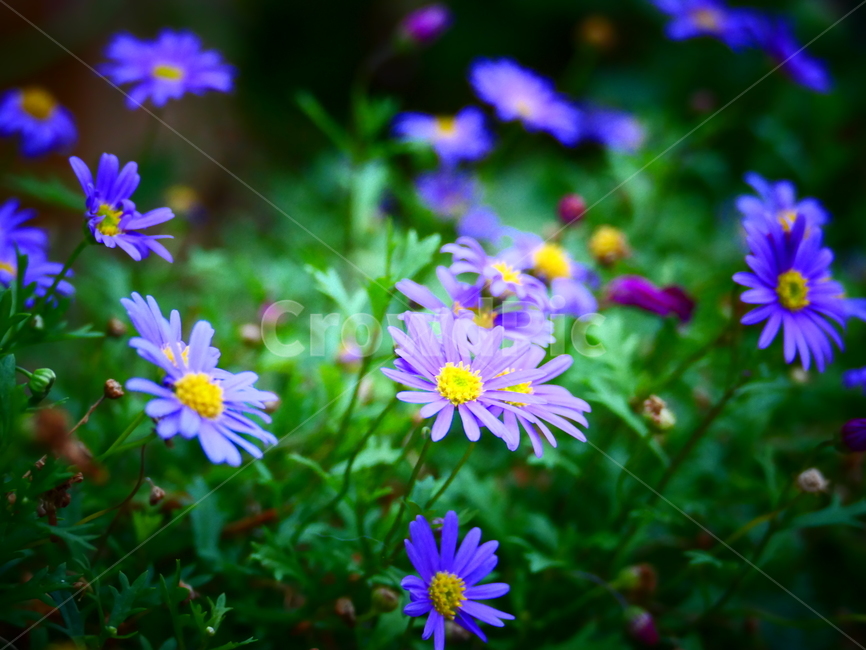 꽃,예쁨,아름다움,flower,보라색,purple,beautiful,blossom,plant,식물,자연,plants,nature,꽃,flower