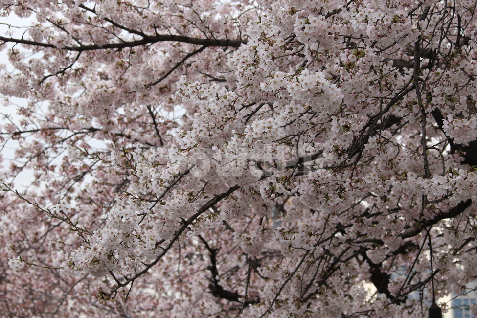 plant,식물,flower,꽃,blossom,cherryblossom,자연,벚꽃,식물,자연,plants,nature,꽃,flower
