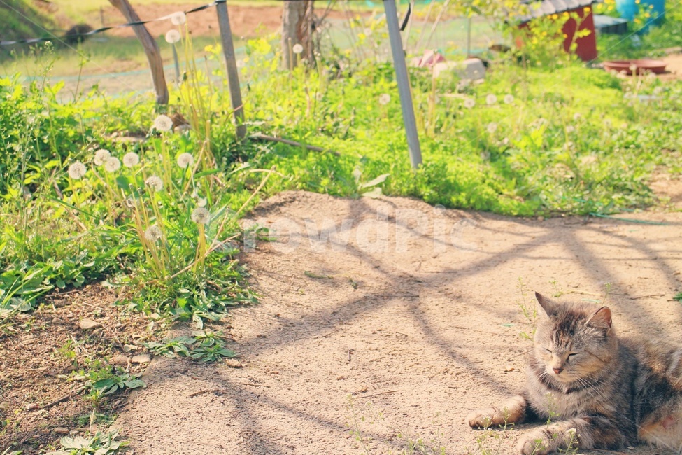 고양이,동물,실외고양이,자연,귀여운,동물,animal,포유류,mammal,고양이,cat,kitten,kitty,감성,sensible,feeling,휴식,힐링,rest,relaxation,healing