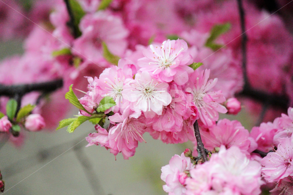 봄꽃,꽃,분홍,봄,식물,봄이미지,봄날,spring,flowers,아름다운,예쁜,화려한,계절,자연,nature,plants,배경,우아한,청초한,season,따뜻한,봄,계절,spring,season,식물,자연,plants,nature,꽃,flower,plant,blossom