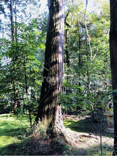 나무,풀,햇빛,흙,자연,식물,자연,plants,nature,나무,trees,wood