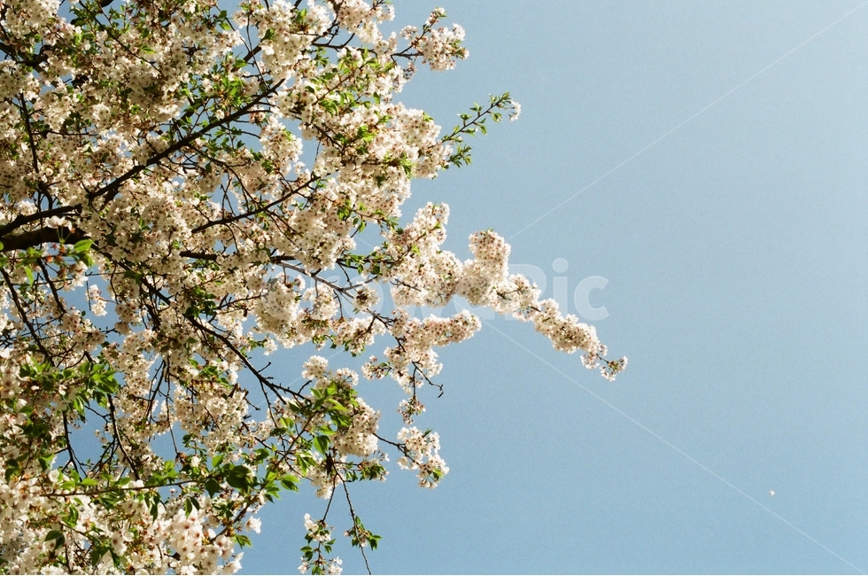 봄,벚꽃,필름사진,필름카메라,꽃,봄,계절,spring,season,식물,자연,plants,nature,꽃,flower,감성,sensible,feeling,plant,blossom
