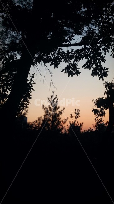 실루엣,silhouette,nature,자연,outdoors,옥외,나무,tree
